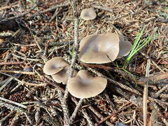 Clitocybaceae