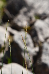 Poa glauca