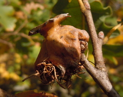 Andricus dentimitratus