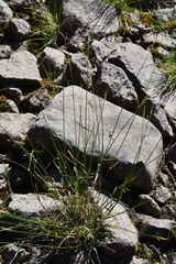 Poa glauca
