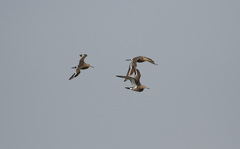 Limosa limosa melanuroides