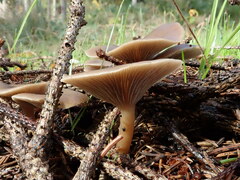 Clitocybaceae