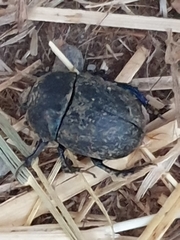 Geotrupidae