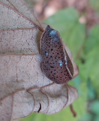 Tandonia rustica