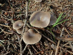 Clitocybaceae