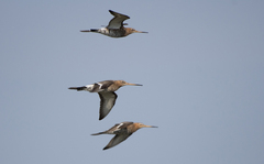 Limosa limosa melanuroides