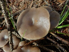 Clitocybaceae
