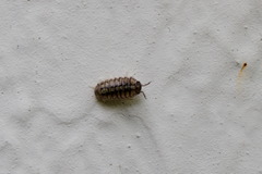 Armadillidium