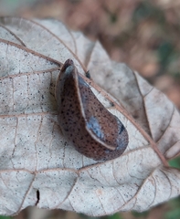 Tandonia rustica