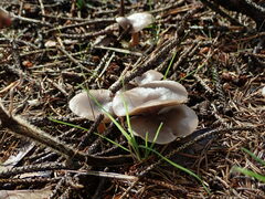 Clitocybaceae