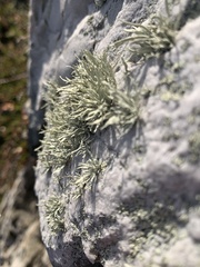 Ramalina siliquosa