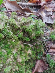 Sphagnum palustre