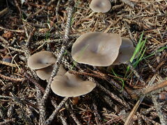 Clitocybaceae