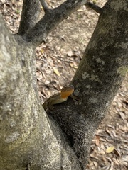 Diporiphora australis