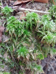 Sphagnum palustre