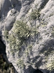 Ramalina siliquosa