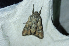 Mniotype occidentalis