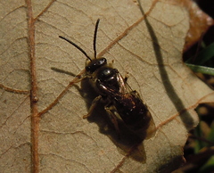 Lasioglossum marginatum