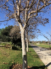 Platanus × hispanica