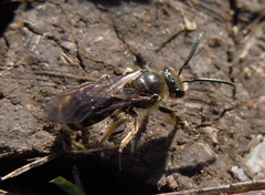 Lasioglossum marginatum