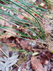 Juncus coriaceus