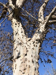 Platanus × hispanica