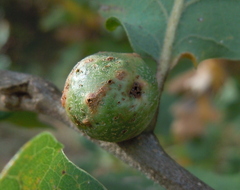 Andricus infectorius