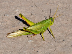 Schistocerca shoshone