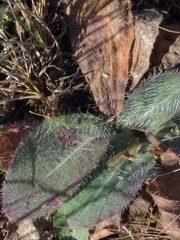 Hieracium longipilum