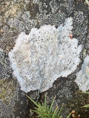 Lecanora rupicola