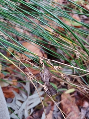 Juncus coriaceus