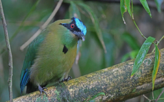 Momotus aequatorialis