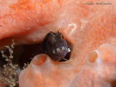 Parablennius marmoreus