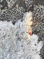 Lecanora rupicola