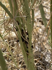 Formica integra
