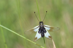 Libelloides lacteus