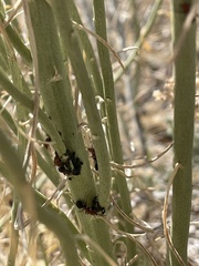 Formica integra