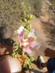 Anisodontea scabrosa