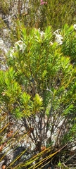 Gnidia pinifolia