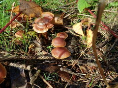 Cortinarius croceoconus