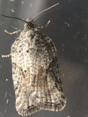 Acleris macdunnoughi