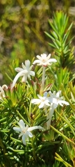 Gnidia pinifolia