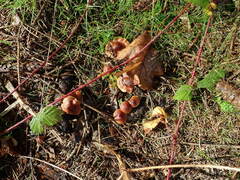 Cortinarius croceoconus