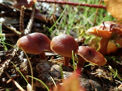 Cortinarius croceoconus