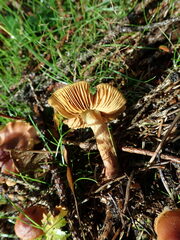 Cortinarius croceoconus