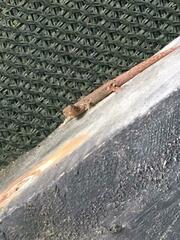 Gonatodes albogularis