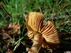 Cortinarius croceoconus