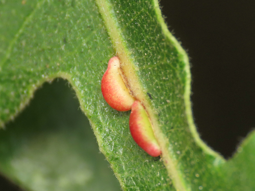Pseudoneuroterus saliens