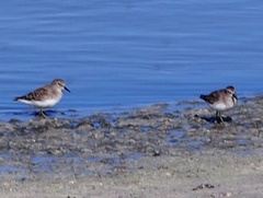 Calidris minutilla