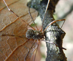 Lacinius dentiger